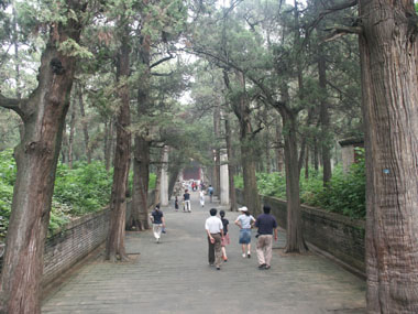confucius forest 2